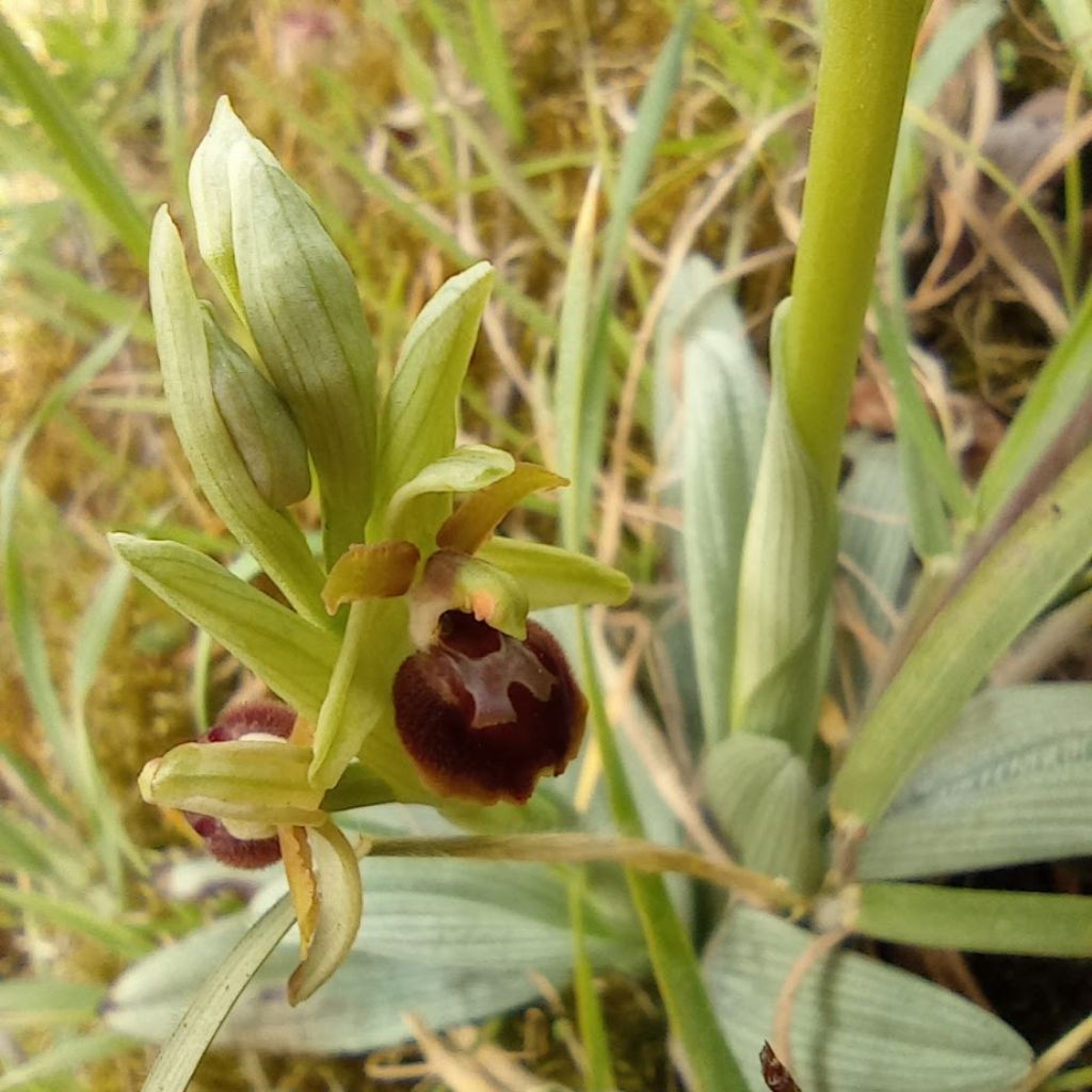 orchidee-Casentino